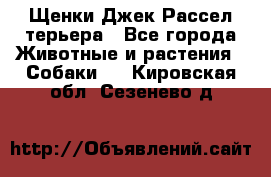 Щенки Джек Рассел терьера - Все города Животные и растения » Собаки   . Кировская обл.,Сезенево д.